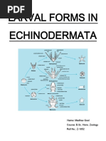 Echinoderm Larvae PDF