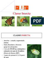 Aula 9 - Classe Insectaa