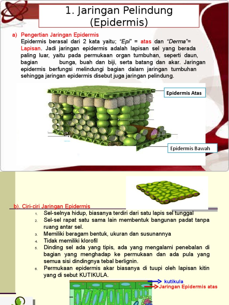 1 Jaringan Epidermispelindungdasar Parenkim Ppt