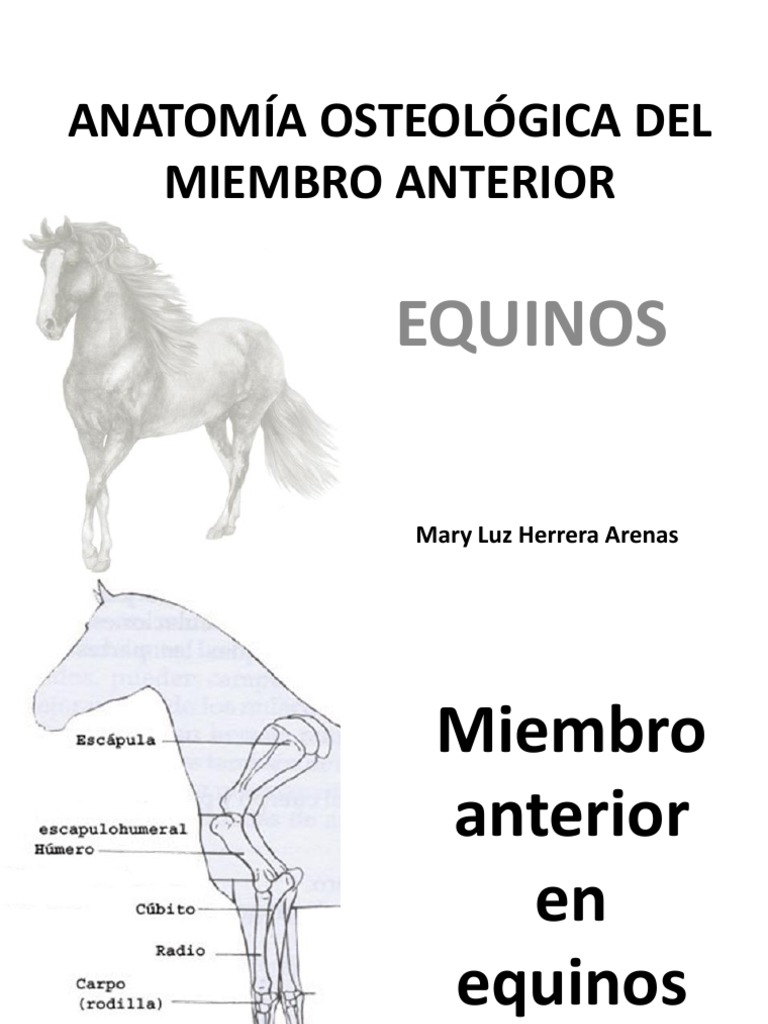 Escápula Ilustraciones Stock, Vectores, Y Clipart – (612 Ilustraciones  Stock), image size:768x1024