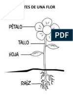 PARTES DE UNA FLOR