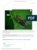 Tipos de Hormigas - 10 Especies, Características y FOTOS PDF