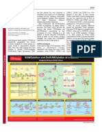 SUMOYLATION