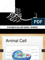 Presentation Animal