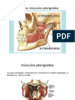 Anatomia