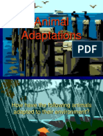 animal_adaptations