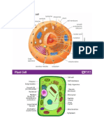 animal and plant cell.docx