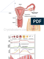 Reproduksi - 2