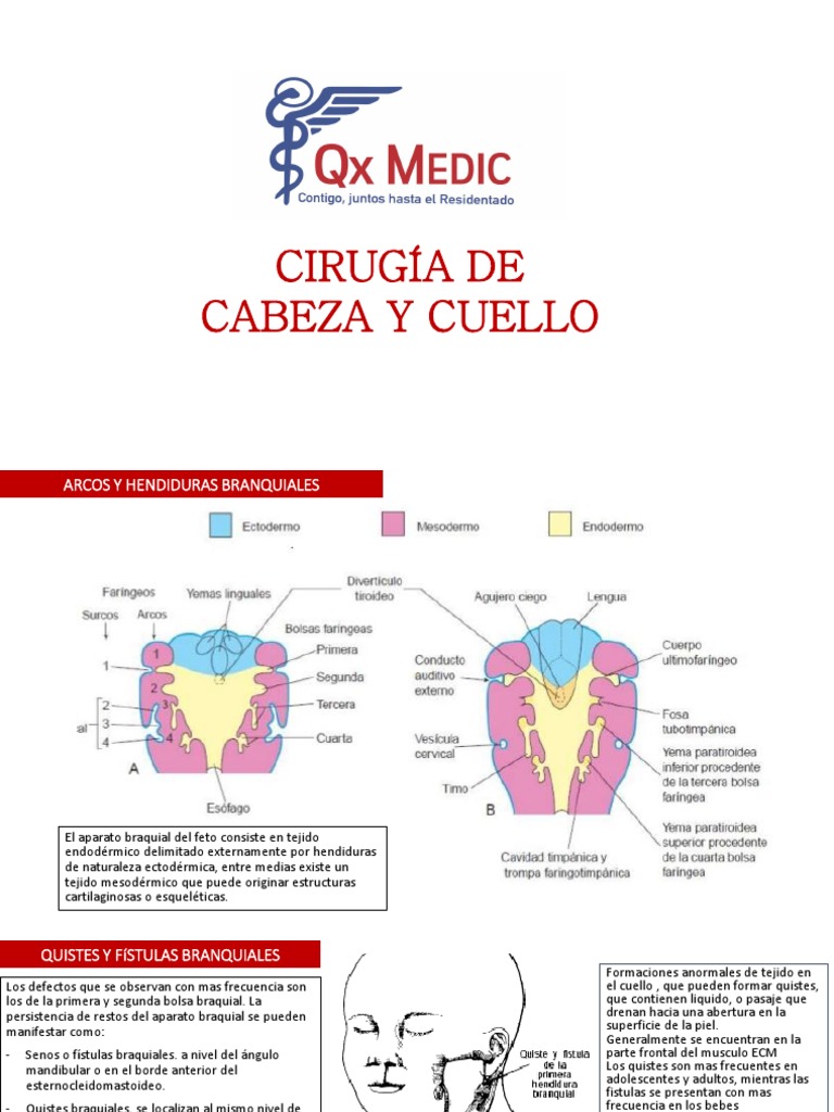 Cirugía De Cabeza Y Cuello Pdf Pdf Anatomía Especialidades Medicas