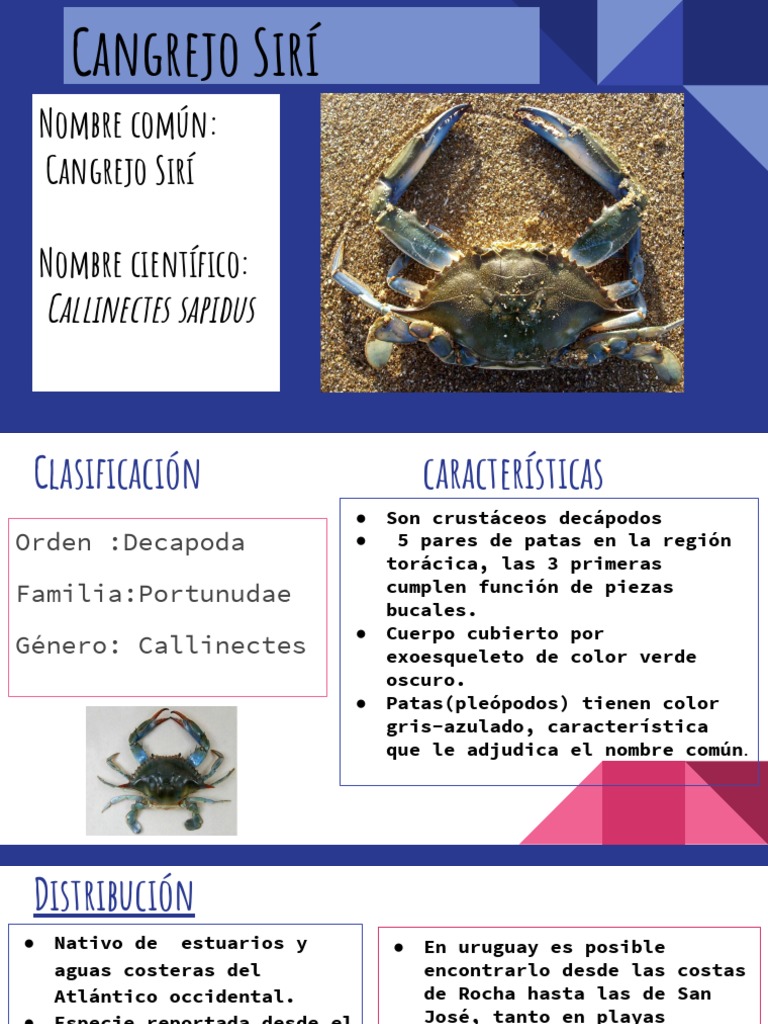 Cangrejo de Indias en El Pacífico Noroeste | PDF | Organismos | Science, image size:768x1024