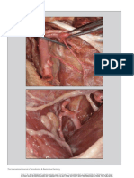 Mandibular regional anatomical landmarks