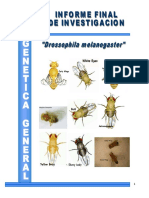 Informe Genetica de Drosophila