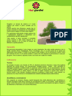 Bonsai Di Pino PDF