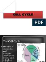 The Cell Cycle: Stages, Regulation and Significance