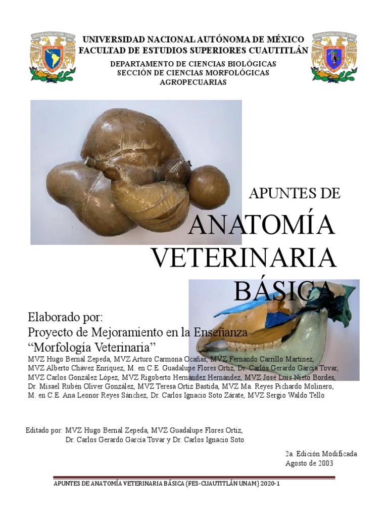 Apuntes De Anatomía Veterinaria Básica Pdf Pdf Articulación