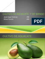 CULTIVO DE AGUACATE Y MANGO: CONDICIONES, ENFERMEDADES Y MANEJO