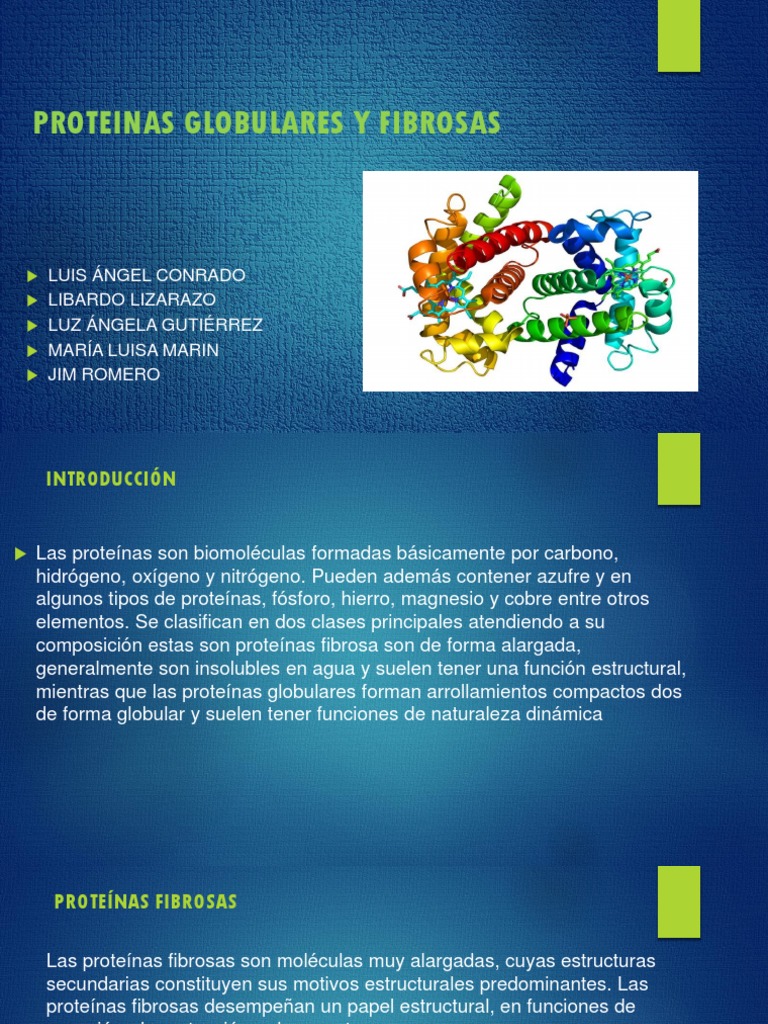 Diferencias entre proteínas globulares y fibrosas | PDF | Colágeno ...