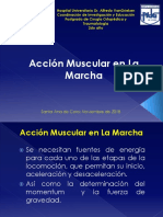 Accion Muscular