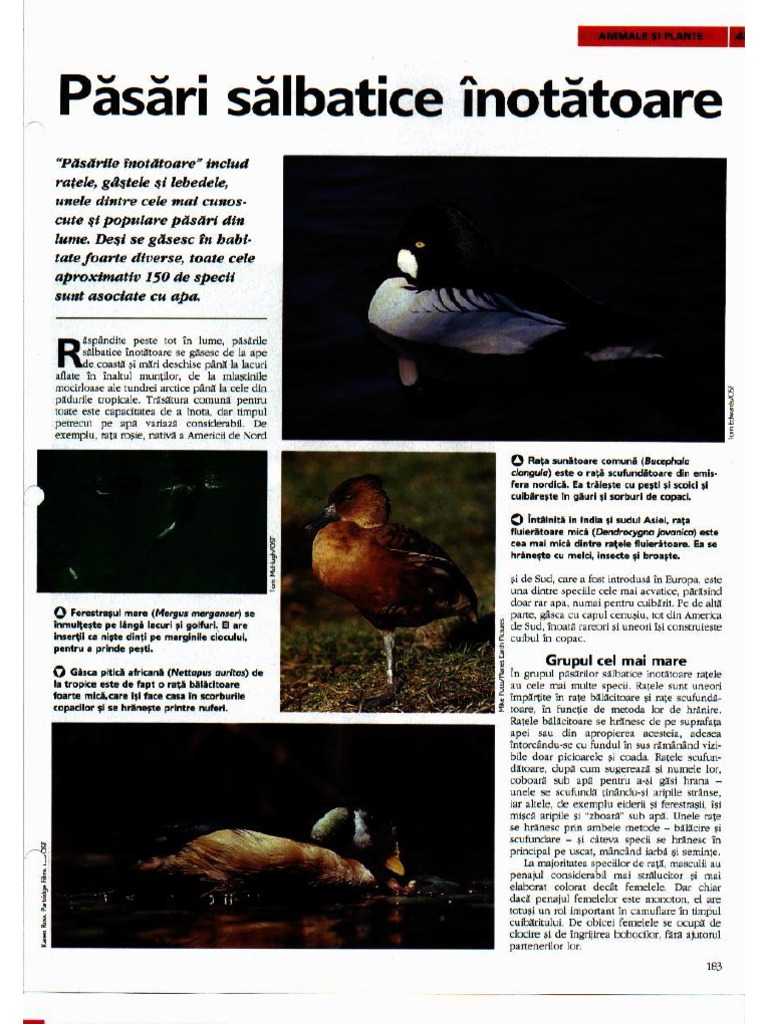 Arborele Lumii - Animale - Pasari Salbatice Inotatoare | PDF