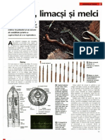 Arborele Lumii - Animale - Viermi, Limacsi Si Melci