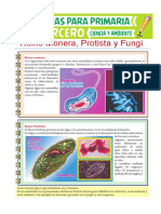 Reino Monera Protista y Fungi para Tercero de Primaria