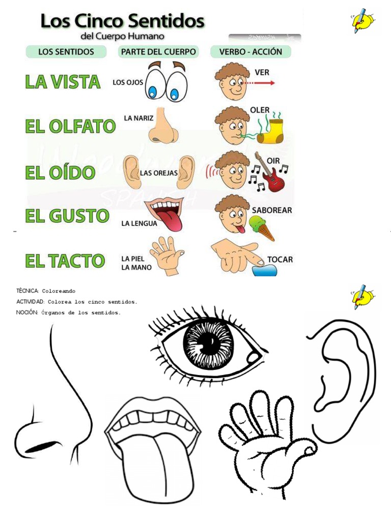 cinco-sentidos-colorear-2020-2021-pdf-artes-del-lenguaje-y-disciplina
