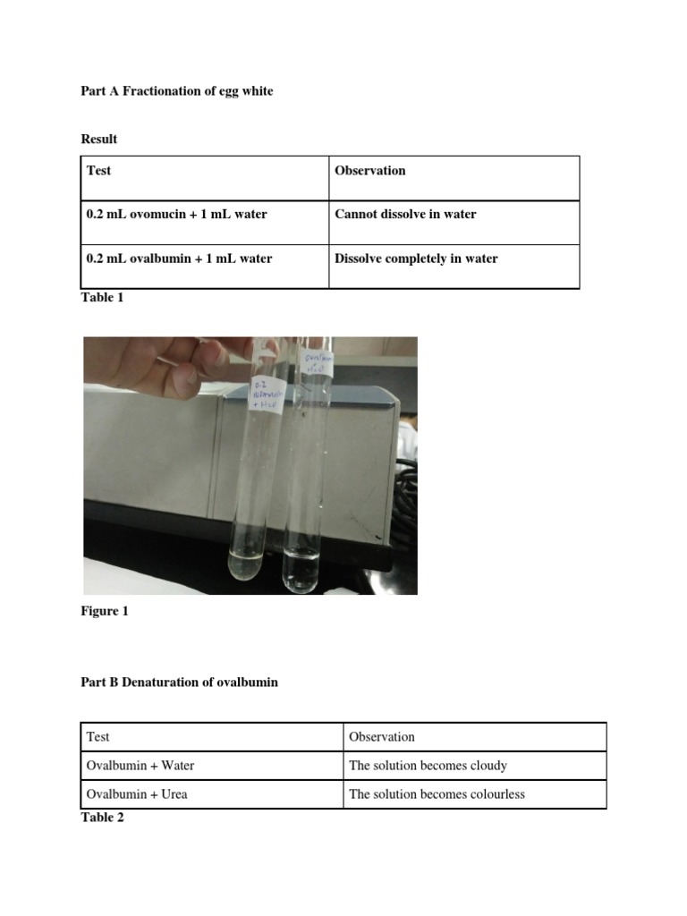 Biochem Lab Report 2 | PDF | Proteins | Denaturation (Biochemistry)