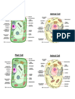 Animal and Plant Cell