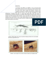 Patofisiologi Chikungunya