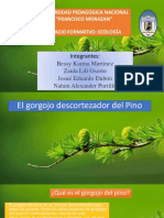 El gorgojo descortezador del pino: una plaga forestal en Honduras