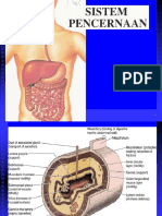 Digestive System Ii