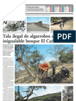 Tala Ilegal de Algarrobos Amenaza Inigualable Bosque El Cañoncillo