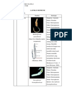 (Lapref) HEMIUROKORDATA