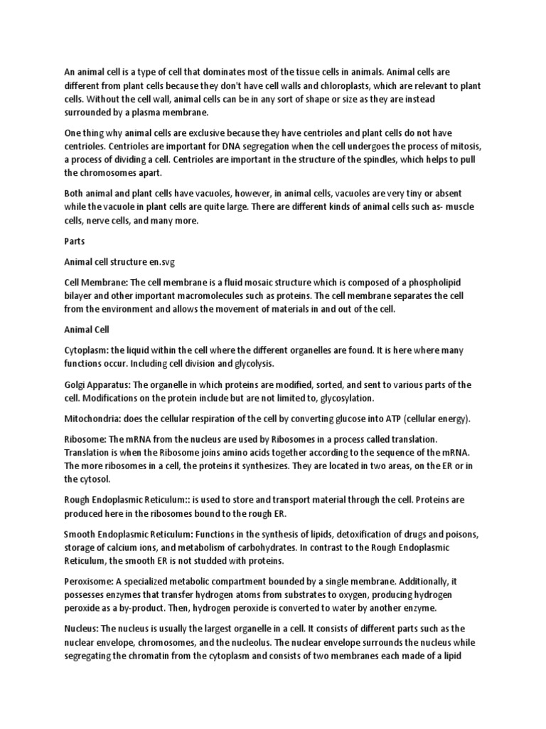 Download Animal Cell Endoplasmic Reticulum Cell Biology