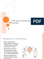 The Male Reproductive System