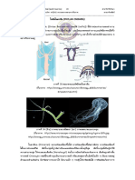 Diver Animalia2 PDF