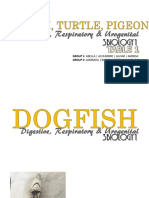 dogfish, turtle, pidgeon.pdf