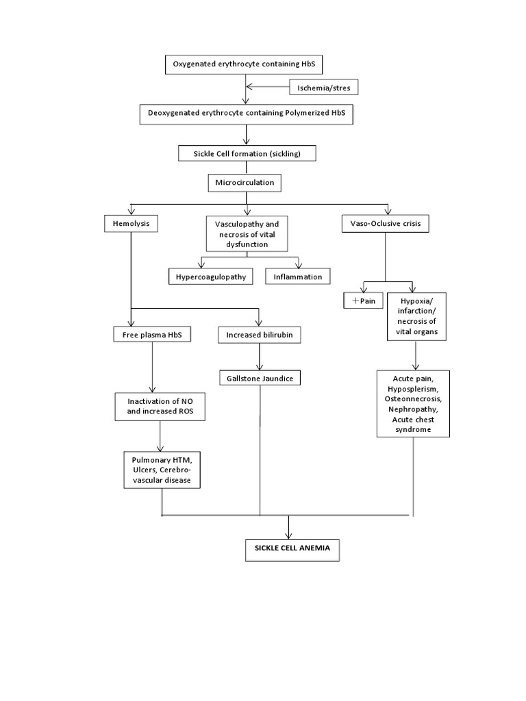 Pathophysiology Sickle Cell Anemia | PDF
