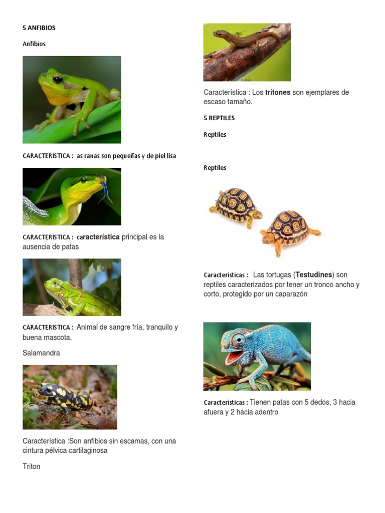 5 Anfibios 5 Reptiles Con Caracteristica Cada Uno | PDF
