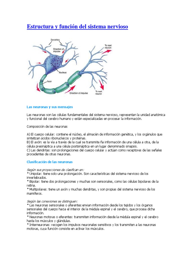 Estructura y Función Del Sistema Nervioso | PDF | Sinapsis | Neurona