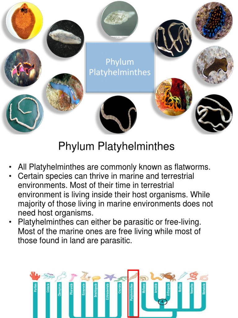 Overview of Phylum Platyhelminthes | PDF | Organisms | Anatomy