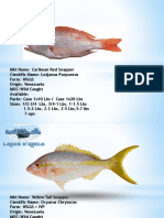Ficha Tecnica de Especies Del Mar