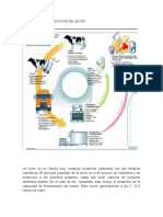 Etapas de La Produccion de Leche