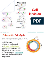 Mitosis and Meiosis Notes 2016 PDF