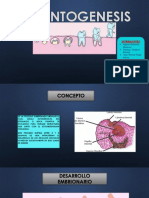 Odonto Génesis, Trabajo Odontología