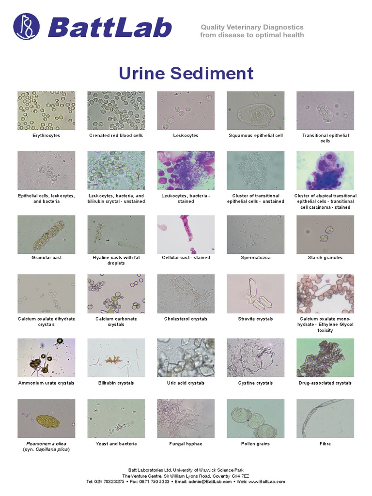 Urine Sediment Analysis in Dogs | PDF