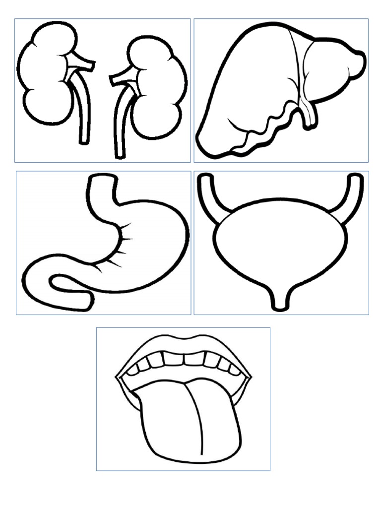Riñones para Dibujar | PDF