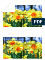 Daffodils PDF