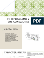 El Hipotalamo y Sus Conexiones