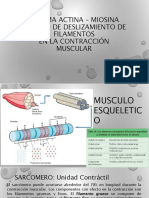 Sistema Actina - Miosina PDF